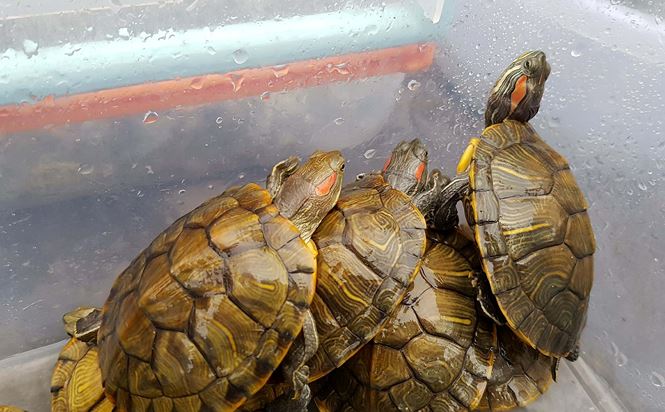 Rùa, cá vừa phóng sinh bị vợt ngay trước mắt tại chùa Trấn Quốc